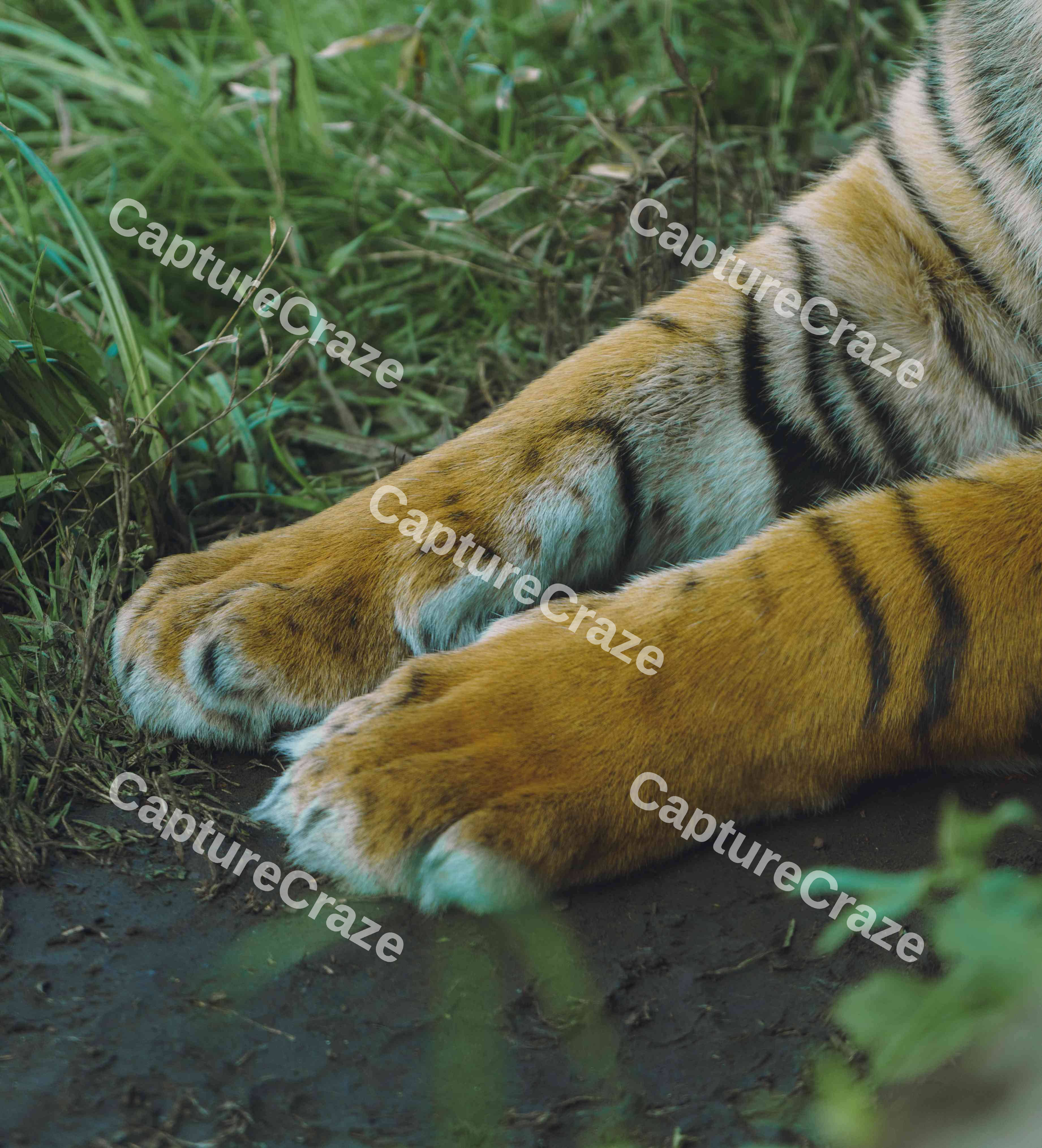 Tiger Paws